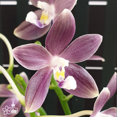 法爾。 speciosa 'Purple Mountain' 罩花蝴蝶 '紫岳'