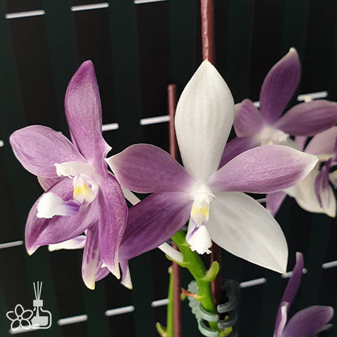 法爾。 speciosa 'Purple Mountain' 罩花蝴蝶 '紫岳'