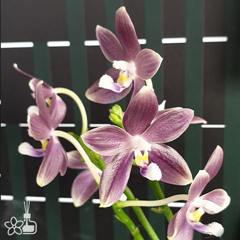 法爾。 speciosa 'Purple Mountain' 罩花蝴蝶 '紫岳'