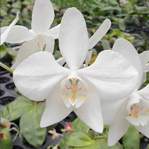 法爾。 amabilis '4N' × sib 阿姨 '4N' 兄弟交