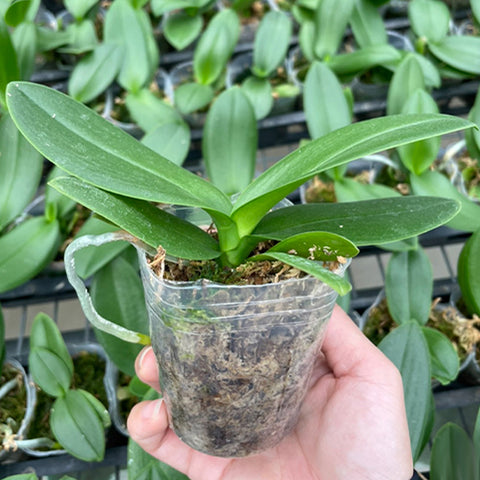法爾。 amabilis '4N' × sib 阿姨 '4N' 兄弟交