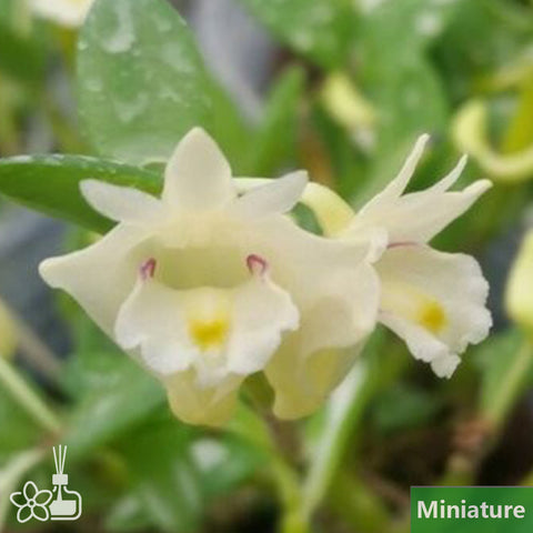 書房。 hymenanthum × sib 茉香石斛