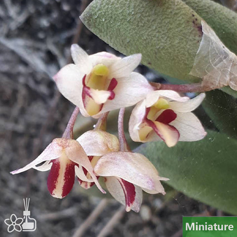 書房。剛體×同胞