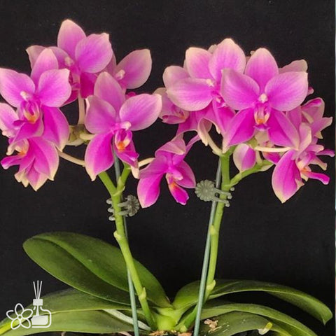 法爾。 San-Ho Chanel 香奈兒