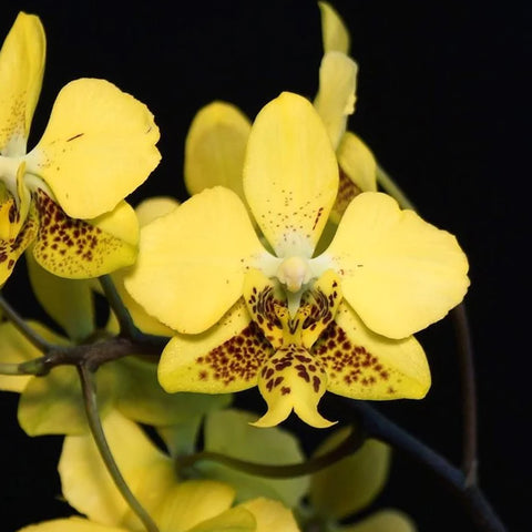 法爾。斯圖亞蒂亞納變種nobilis 'Xiuya' × sib 史塔基黃 '秀雅' 兄弟交