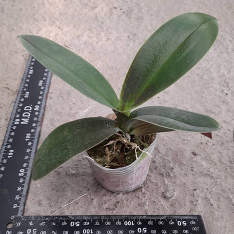法爾。斯圖亞蒂亞納變種nobilis 'Xiuya' × sib 史塔基黃 '秀雅' 兄弟交