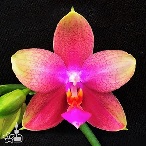 法爾。 Sweet Memory 甜蜜回憶