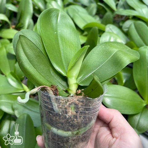 法爾。 Sweet Memory 甜蜜回憶