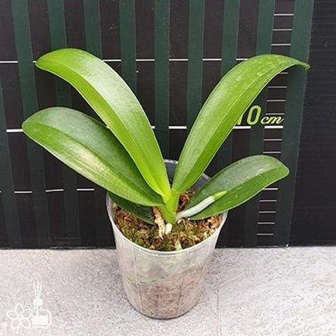 法爾。 hieroglyphica × sib 象形文字蝴蝶蘭兄弟交通