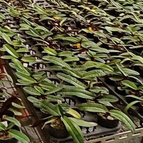 帕夫。 leucochilum × sib 尼克兄弟交