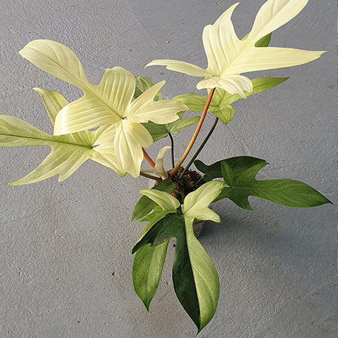 Philodendron Florida Ghost 幽靈紫綠絨