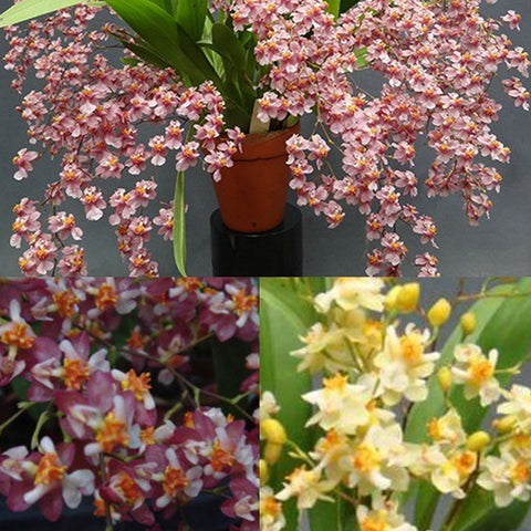 Onc。未知混合 '迷你' 混合顏色。迷你香水(混色)