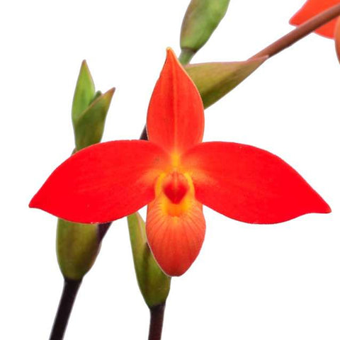 帕夫。 leucochilum × sib 尼克兄弟交