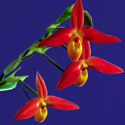 帕夫。 leucochilum × sib 尼克兄弟交