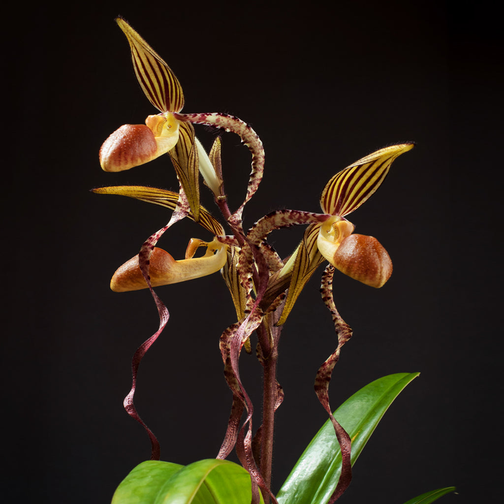 Bare-Root]Paph. sanderianum 皇后兜蘭 [May Paph Preoder] – Orchidmart