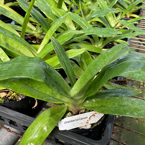 帕夫。 leucochilum × sib 尼克兄弟交