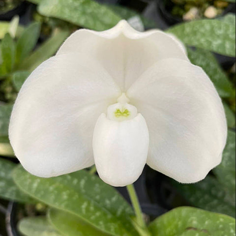 帕夫。 leucochilum × sib 尼克兄弟交