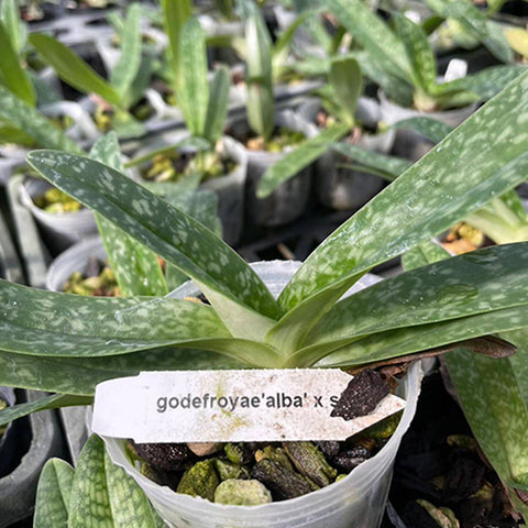 帕夫。 leucochilum × sib 尼克兄弟交