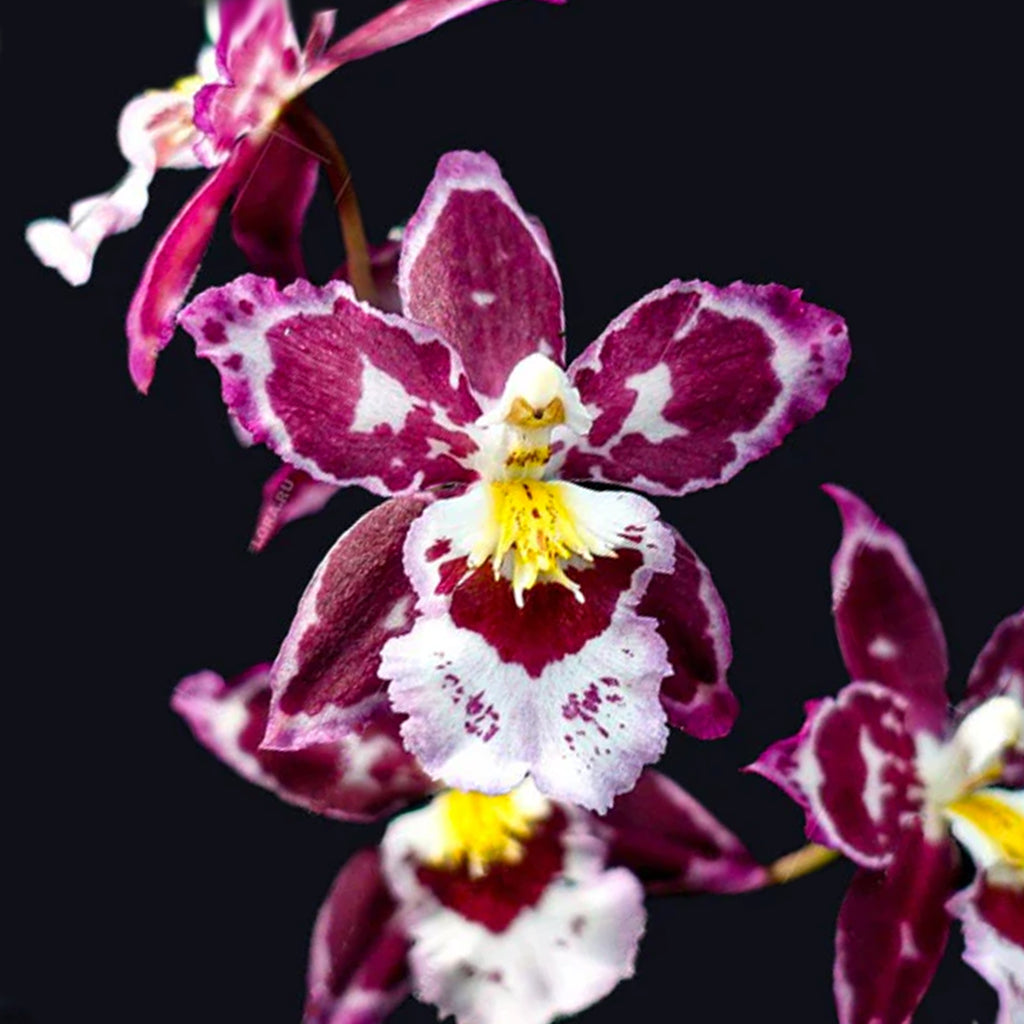 Zed. Hwuluduen Ruby Gem 'Diana' 戴安娜– Orchidmart