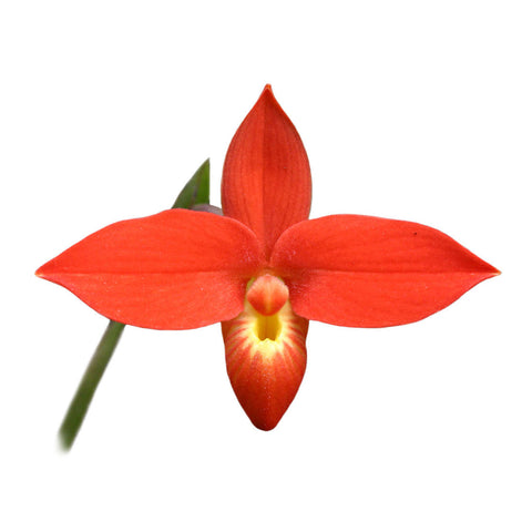 帕夫。 leucochilum × sib 尼克兄弟交