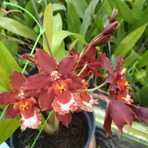 毛刺。 Guann Shin Jaguar "Lucky Star" 文心蘭幸運之星