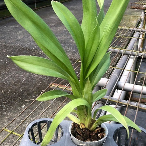 毛刺。 Guann Shin Jaguar "Lucky Star" 文心蘭幸運之星