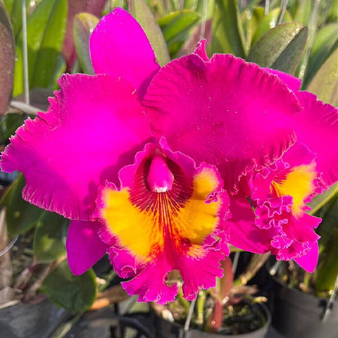 Rlc。村長茶室“新台灣”新台灣