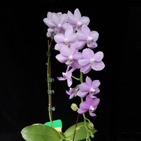 Phal. Yu-Yang Little Peacock "387" 紫芋鈴鐺387