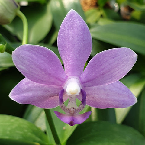 Phal. Yu-Yang Little Peacock "387" 紫芋鈴鐺387