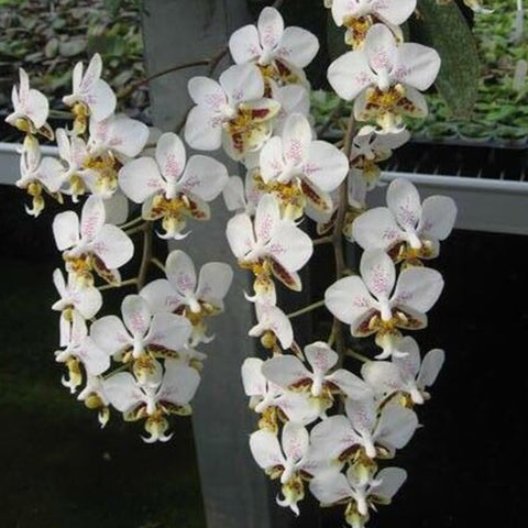 法爾。 stuartiana "Sogo" HCC/AOS 斯塔基 “Sogo”