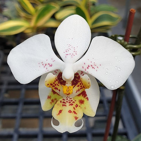 Phal. stuartiana "Sogo" HCC/AOS 斯塔基 “Sogo”