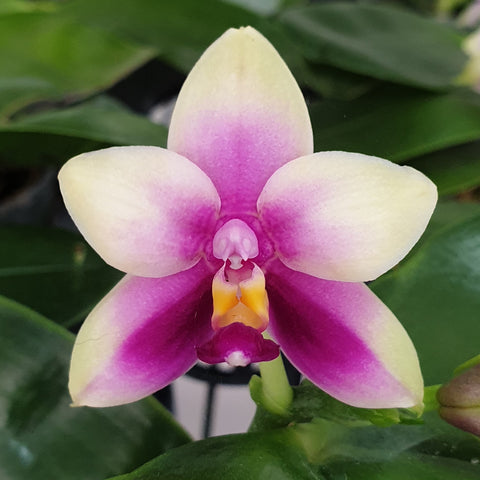 Phal. bellina xSib 美麗娜兄弟交