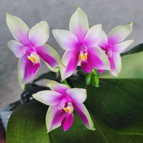 Phal. bellina xSib 美麗娜兄弟交