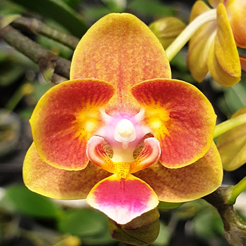 Phal. Shih Fang Savory Orange (peloric) 香吉士