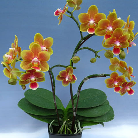Phal. Shih Fang Savory Orange (peloric) 香吉士