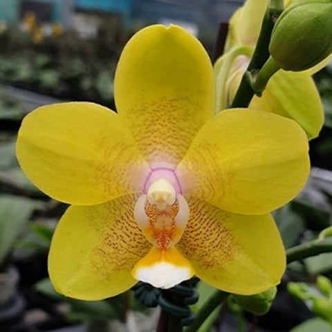 Phal. I-Hsin Cutie Honey 可愛甜心