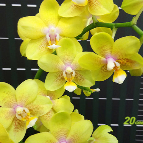Phal. I-Hsin Cutie Honey 可愛甜心