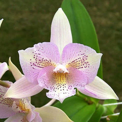 Caulocattleya Chantilly Lace "Twinkle" 卡特蘭閃燃