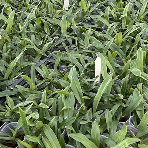 帕夫。 spicerianum × sib 小青蛙兄弟交