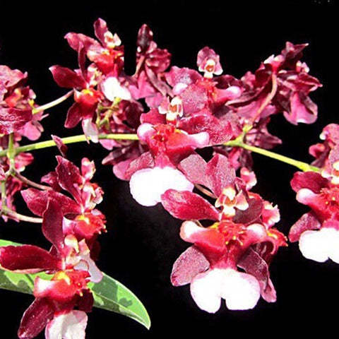 Onc。 Jairak Fragrance "Ruby Doll" 文心蘭小紅莓