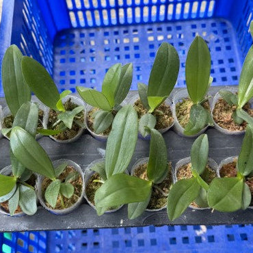 Phal. reichenbachiana