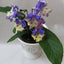 [Bare-root] Streptocarpus 'DS-Monet's Garden' 莫奈的花园堇兰 [Wishlist]