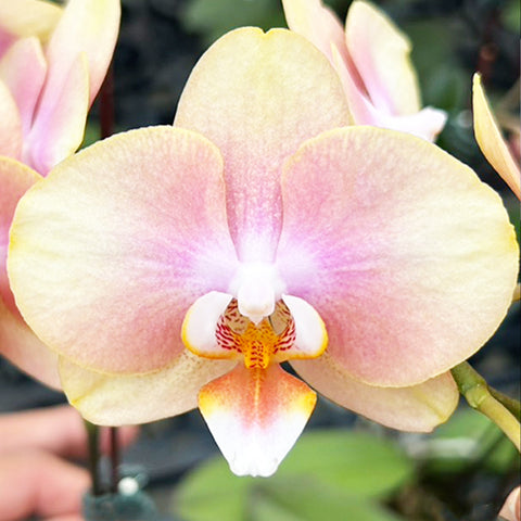 [Bare-Root] Phal. Younghome Walle '05101' 永宏瓦力 '05101' [Wishlist]