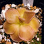 [Bare-root] Pinguicula moranensis 墨兰捕虫堇 [Wishlist]