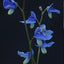 [Bare-root] Utricularia biloba 双瓣狸藻[Wishlist]