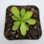 [Bare-root] Pinguicula crassifolia 阿斯弗拉捕虫堇 [Wishlist]