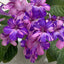 [Bare-root] Streptocarpus 'Neil’s Wam Bam'尼尔的面包堇兰 [Wishlist]