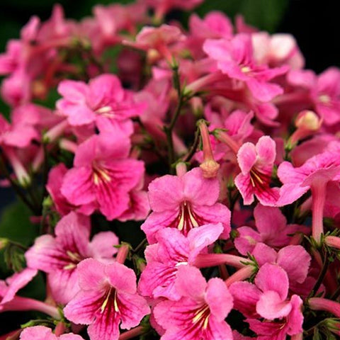 [Bare-root] Streptocarpus 'Jessica'蝶[Wishlist]