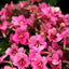 [Bare-root] Streptocarpus 'Jessica'蝶[Wishlist]