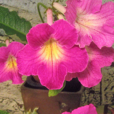 [Bare-root] Streptocarpus 'Tropical Sunrise' 红润 [Wishlist]